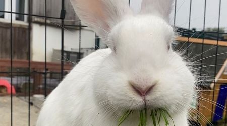 Woman pushed into canal by gang of youths as she tries to rescue pet rabbit