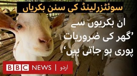 Swiss Goats in Swat: How Saanen&#39;s High Milk Production Is Easing Household Budgets - BBC URDU