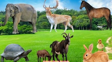 Herbivore Life Span: Goat, Elephant, Giraffe, Sheep, Horse, Duck - Animal Sounds