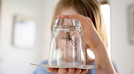 Unexpected thing found in most homes that spiders are attracted to