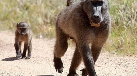 Cape Town baboons: Joint task team considers solutions as ranger contract comes to an end