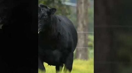 Belgium bull #sciencefacts #shorts #bull