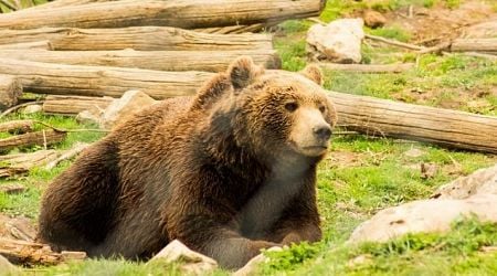 Bear attacks man at Plitvice Lakes