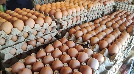 CDC on Recalled Eggs: 'Throw Them Away'