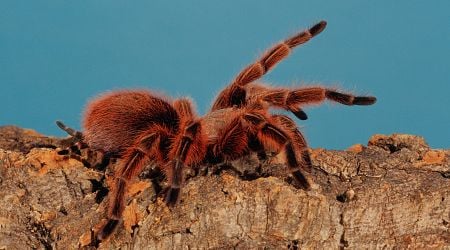 Tarantulas May Have Evolved Hair to Defend Against Army Ants