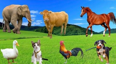 Beautiful Animal Moments: Dog, Cat, Duck, Chicken, Cow, Elephant - Animal Sounds