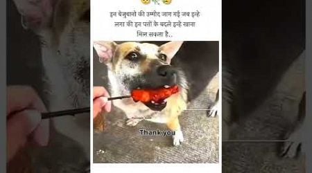 #hungary #hungrydogs #helping #work #loyalty #doglover #pashupatinath #love #ganesh