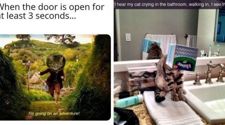 24 Funny Cat Memes to Brighten and Sweeten Your Meowrning Coffee Routine