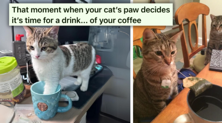 It's a Good Thing They're Cute, Because These 27 Cats Are Pawsitively Problematic in the Most Funny Fuzzy Feisty Feline Way