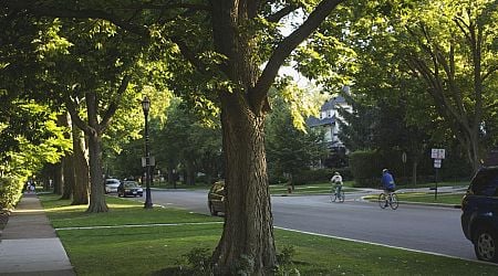 Living Near Trees May Improve Your Heart Health