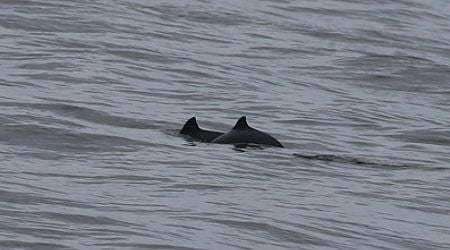 Concerns about low number of whales counted in Dutch waters