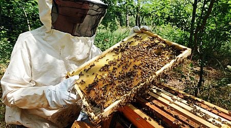 France's beekeepers count cost of devastating year as honey production plummets