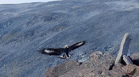 A young golden eagle attacks a toddler in Norway, its fourth such assault on humans