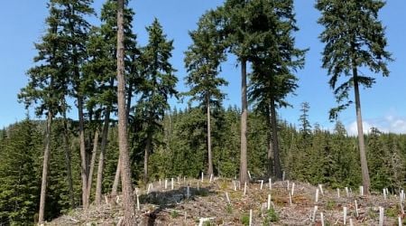 More old-growth oversight needed on B.C. island: forests watchdog