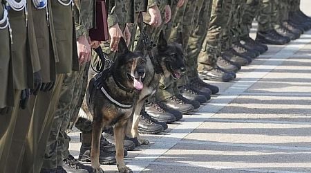 Poland thanks military dogs for their service by giving them army ranks