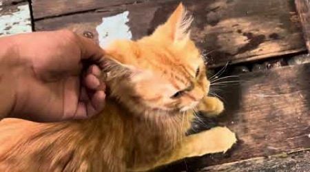 kucing ku ini lah paling aku sayang