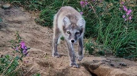 9 endangered Arctic foxes born in Finland this summer