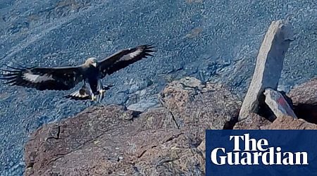 Golden eagle killed in Norway after attack on toddler in farmyard