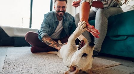 Couple Fall In Love With Stray Puppy On Vacation, Decide To Fly Her Home