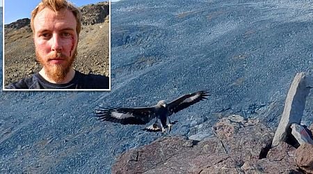 Golden eagle attacks baby, three others in Norway before it's killed