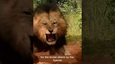 Epic Lion Brothers&#39; Revenge: Hyenas Face Brutal Payback | Wild Animal Battles