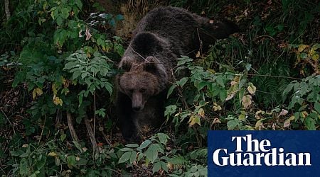 Europe saved its predators from the brink of extinction. So why is it killing thousands of bears, wolves and lynx?