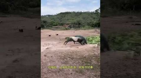 Goat sneaks up on wild boar. Fantastic Beasts Are Here. Animal World. Highlights of Animal World