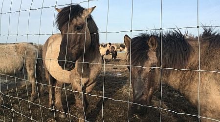 Friesland council not happy to be saddled with Konik horses