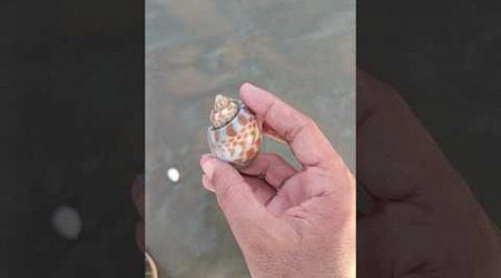 Babylon seashell at the beach #seashell #beachtreasures #shorts