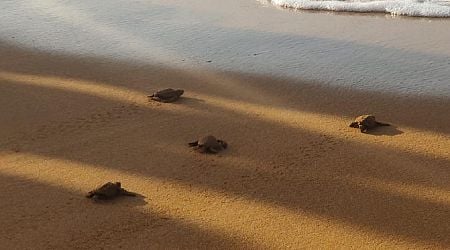 61 turtle eggs hatch from sixth turtle nest