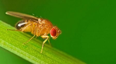 Researchers raise concerns after experiment feeding microplastics to flies suggests troubling health consequences: 'A comprehensive threat'