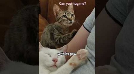 Can you give me a hug? #shortvideo #rescue #cute #animals #cat #lovestory