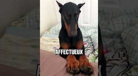 Les faits cacher sur le doberman #chien #dressersonchien #animaux