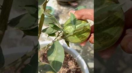 Variegat Malta harvesting | terrace garden | #shorts #citrus #harvesting sting