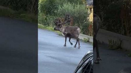 Reindeer Seen Strolling Near a House in Arctic Norway