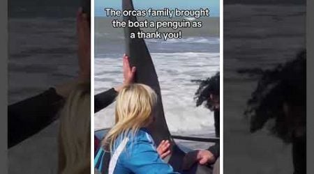 Freeeeee the orcas! #animal #wholesome