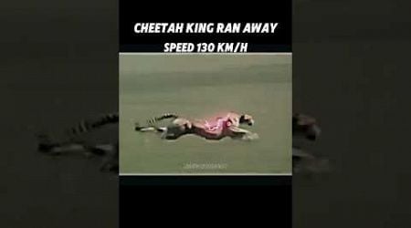 fastest animal on land ocean and sky #trending #animals #cheetah #blackmarlin#peregrinefalcon#shorts