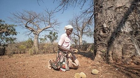 An ancient African tree is providing a new 'superfood' but local harvesters are barely surviving