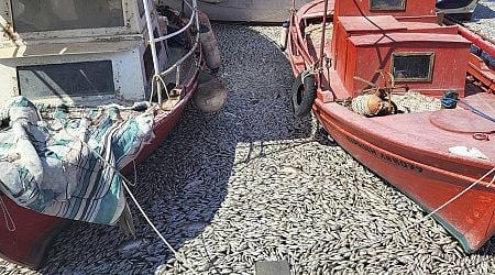 Weather changes leave Greek town's waterways carpeted in dead fish