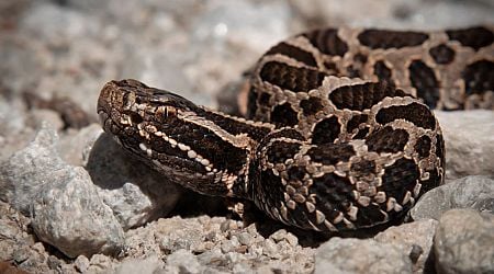 Ontario resident describes encounter with venomous rattlesnake