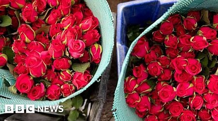 Toiling on a Kenyan flower farm to send fresh roses to Europe