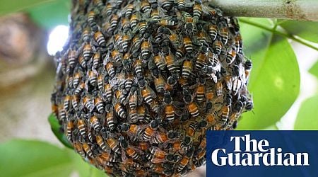 Colony of invasive red dwarf honeybee found for first time in Europe