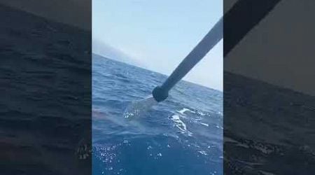 Frightening moment kayaker FIGHTS OFF hammerhead shark