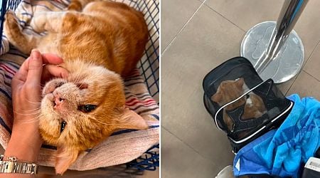 Couple Fall for Stray Cat on Vacation, Spend $2,500 to Bring Him Home