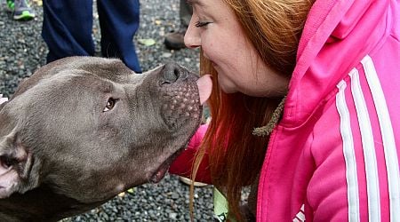 XL bully dogs facing being put down given reprieve until next year