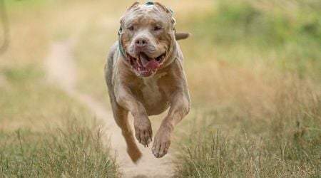 Ban on rehoming XL bully dogs delayed after concerns from animal welfare charities 