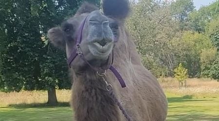 This camel desperately needed a pair of shoes. A cobbler came to his rescue