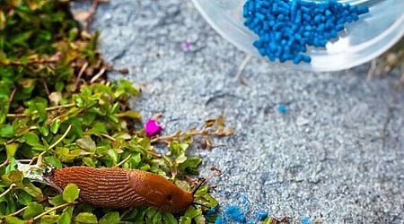 Legal warning issued over slug pellets as gardeners urged 'check sheds'