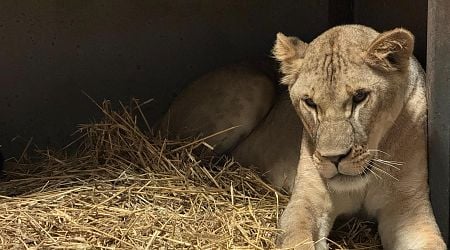 Pairi Daiza welcomes two lionesses from Ukraine