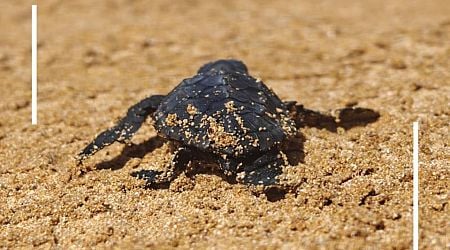 67 hatchlings from eighth turtle nest 